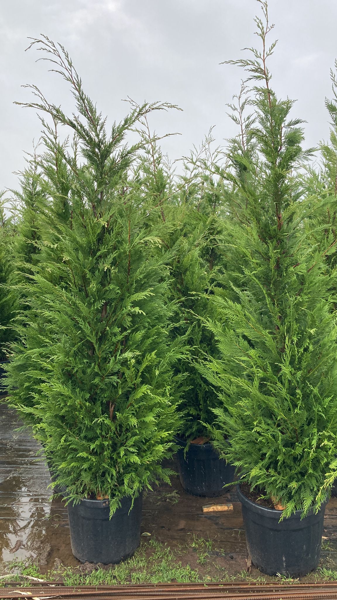 Melez Servi(Leylandi) - Cupressocyparis leylandii