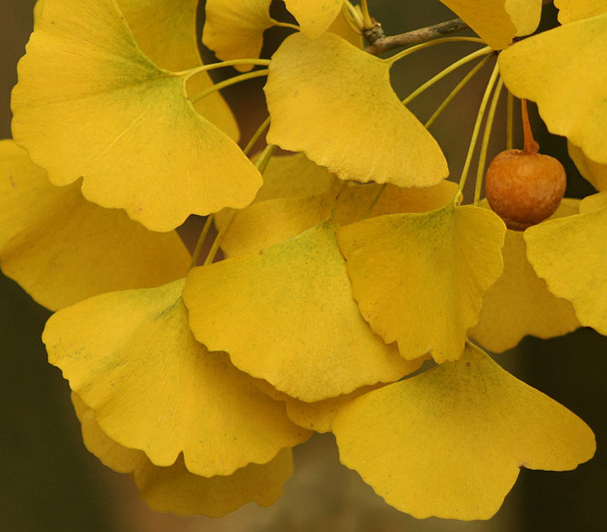 Mabet Ağacı - Ginkgo biloba