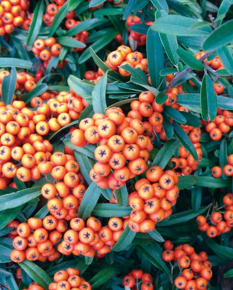 Ateş Dikeni - Pyracantha coccinea