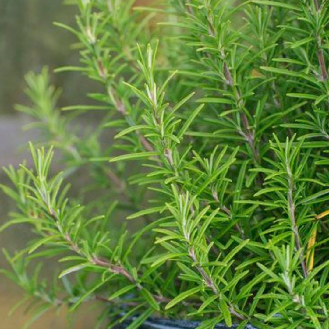 Biberiye - Rosmarinus officinalis