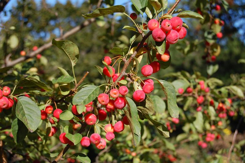 Süs Elması - Malus floribunda