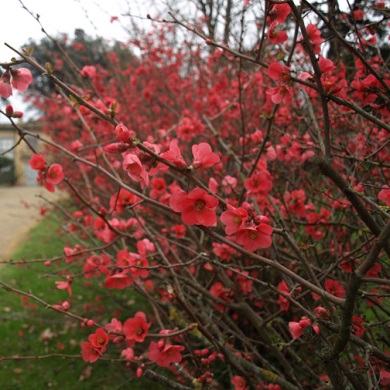 Japon Ayvası - Chaenomeles japonica