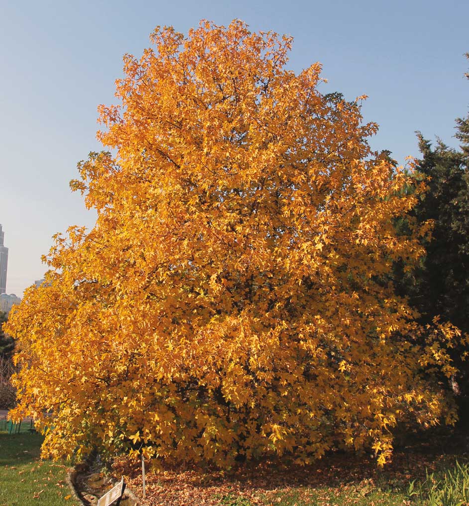Şeker Akçağaç - Acer saccharum