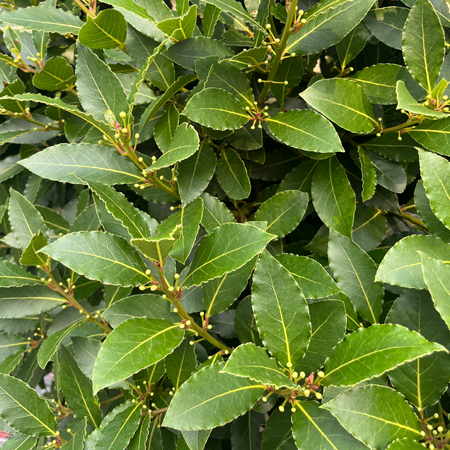 Akdeniz Defnesi - Laurus nobilis