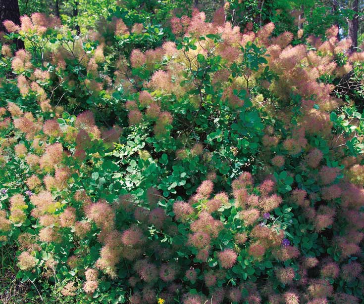 Duman Ağacı - Cotinus coggygria