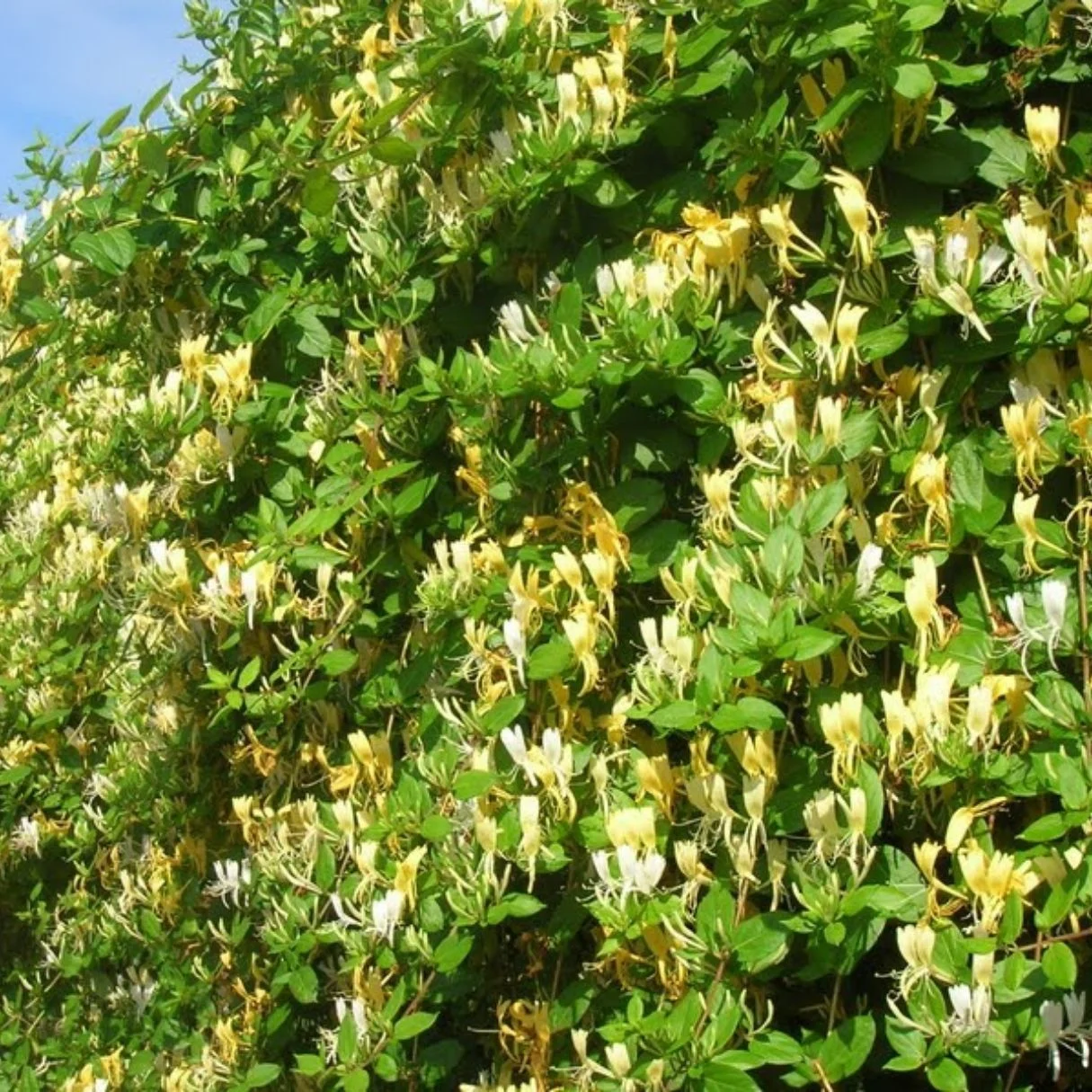 Hanımeli - Lonicera caprifolium