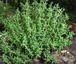 Kekik - Thymus vulgaris