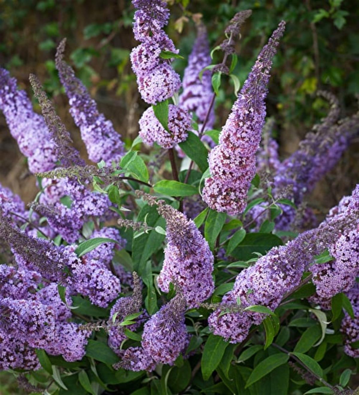 Kelebek Çalısı - Buddleja davidii