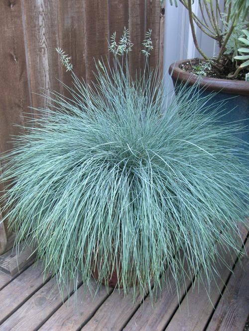 Mavi Çim - Festuca glauca