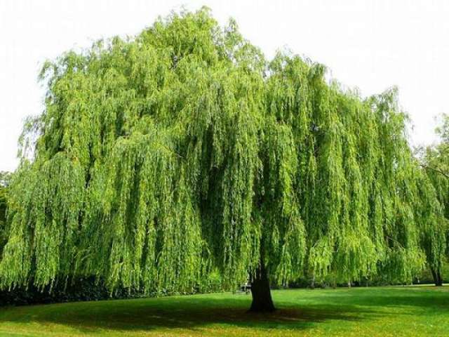 Salkım Söğüt - Salix babylonica