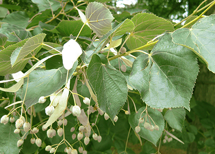 Gümüşi Ihlamur - Tilia tomentosa