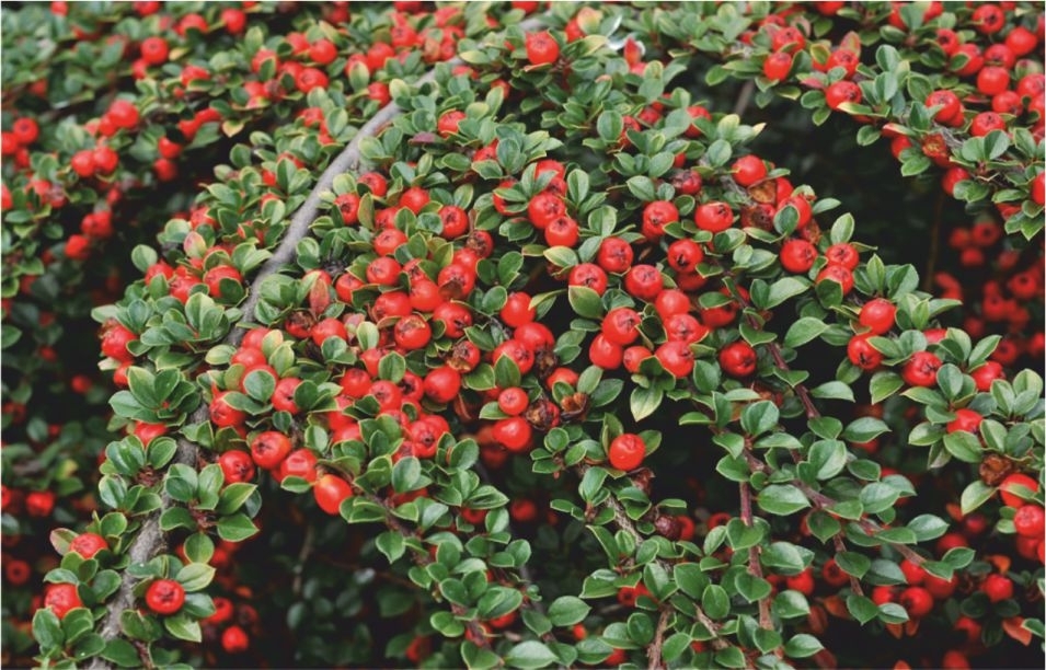 Yayılıcı dağ muşmulası - Cotoneaster horizontalis