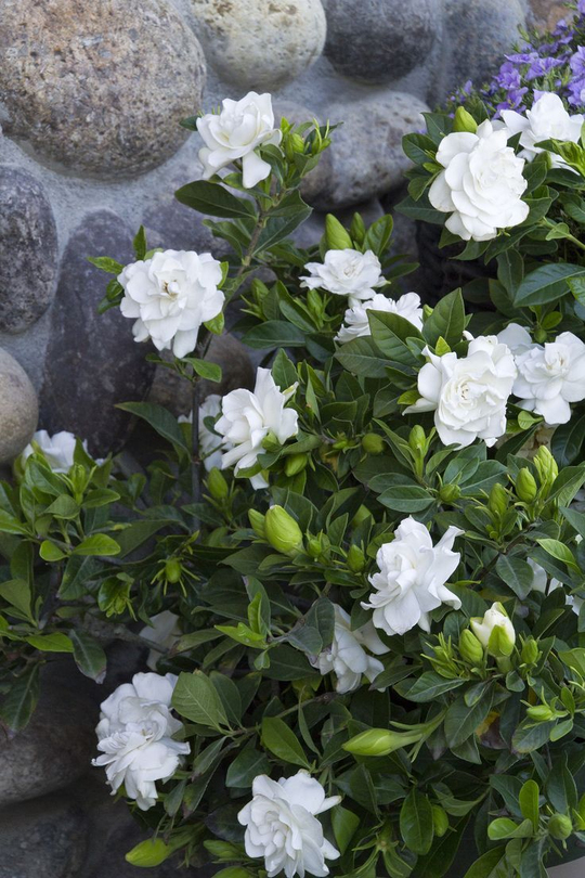 Gardenya - Gardenia augusta