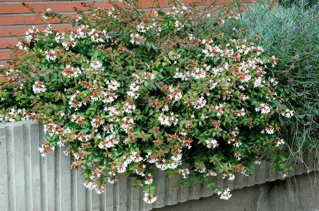 Güzellik Çalısı - Abelia x Grandiflora
