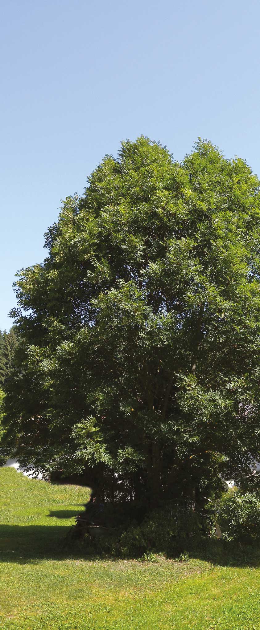 Amerikan Dİşbudağı - Fraxinus americana