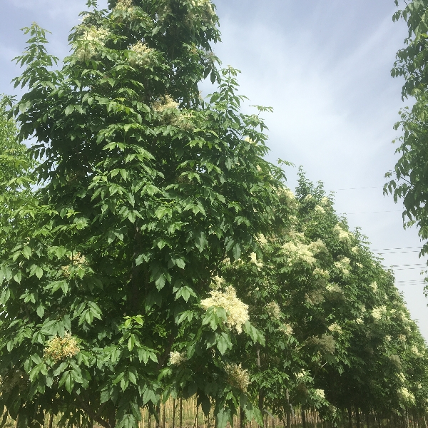 Çiçekli Dişbudak - Fraxinus ornus