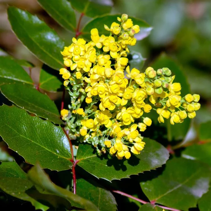 Mahonya (Sarı Boya Çalısı) - Mahonia aquifolium