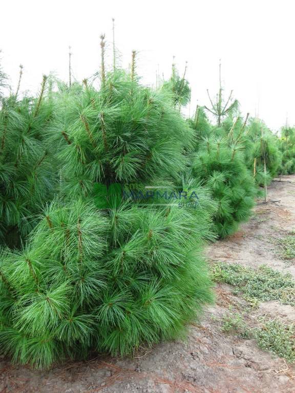 Himalaya Çamı - Pinus wallichiana