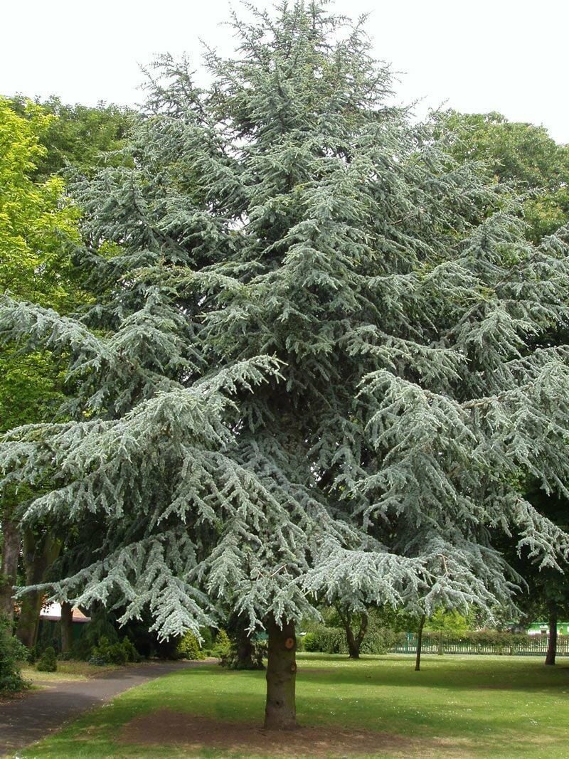 Mavi Atlas Sediri - Cedrus atlantica ‘Glauca’
