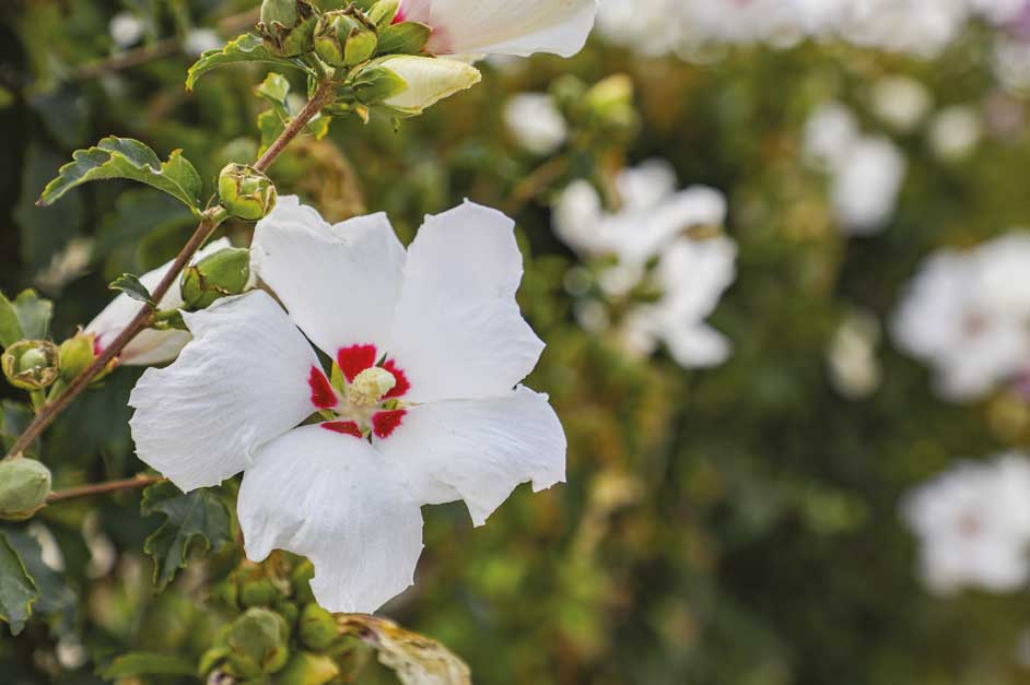 Ağaç Hatmi - Hibiscus syriacus