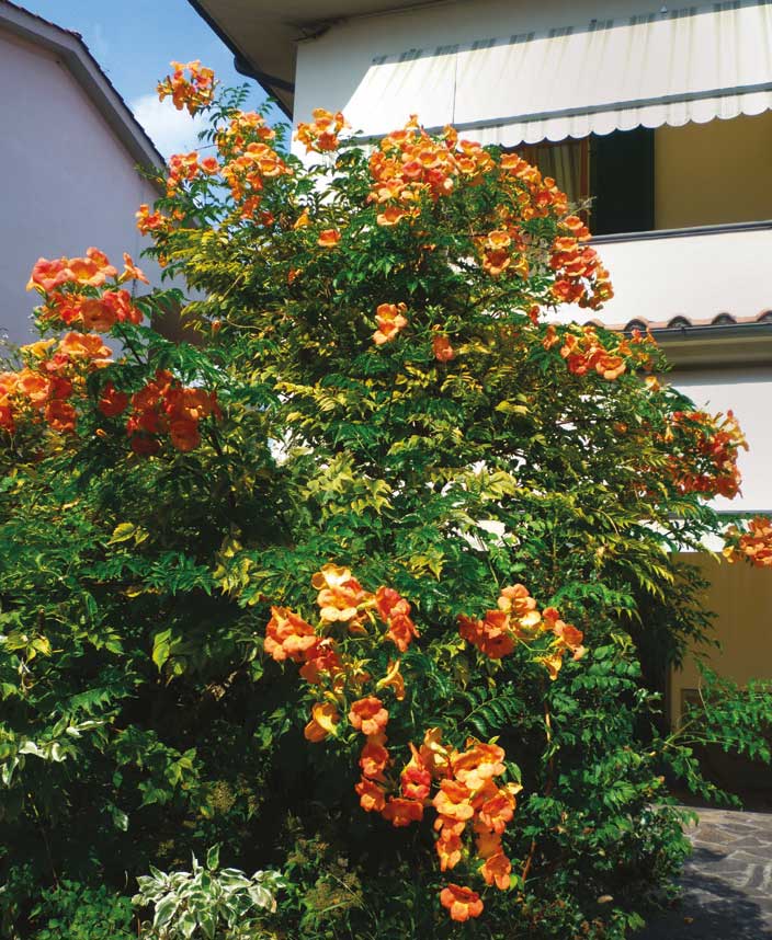 Acem Borusu - Campsis radicans
