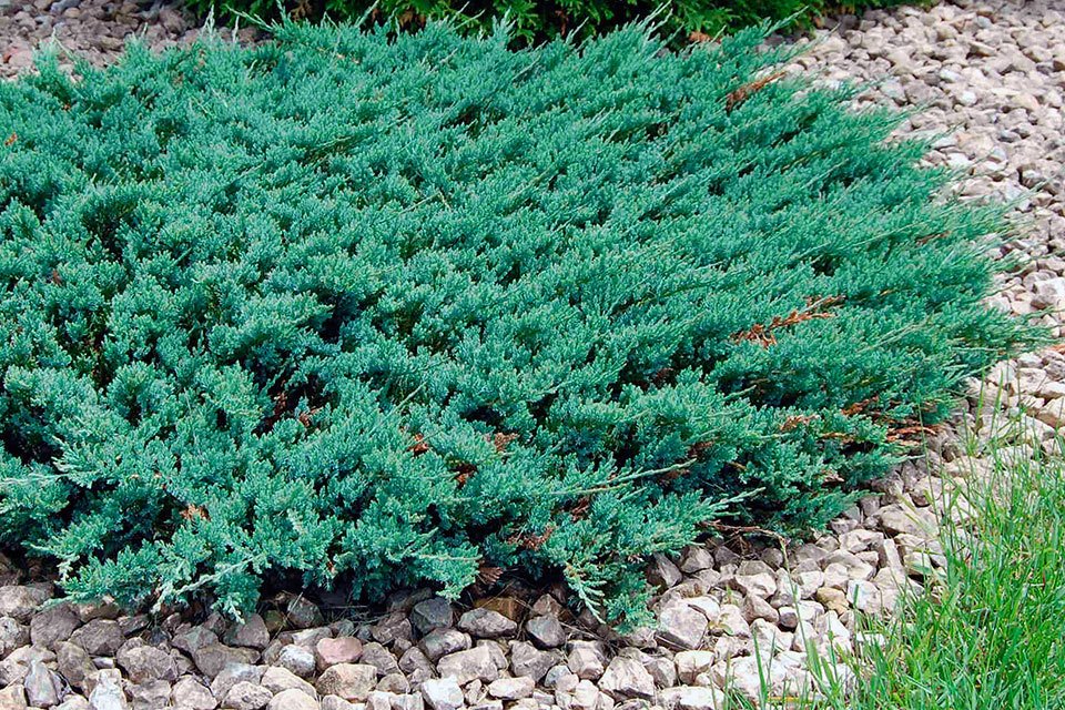 Mavi Yayılıcı Ardıç - Juniperus squamata ‘Blue Star’