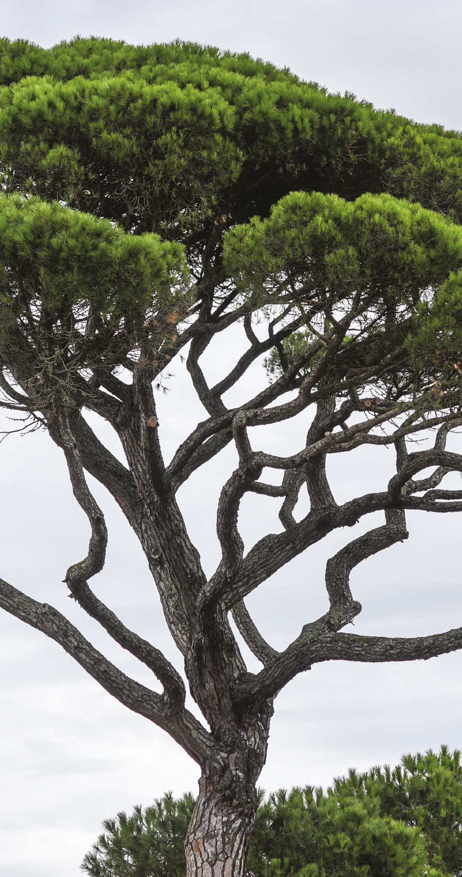 Fıstık Çamı - Pinus pinea