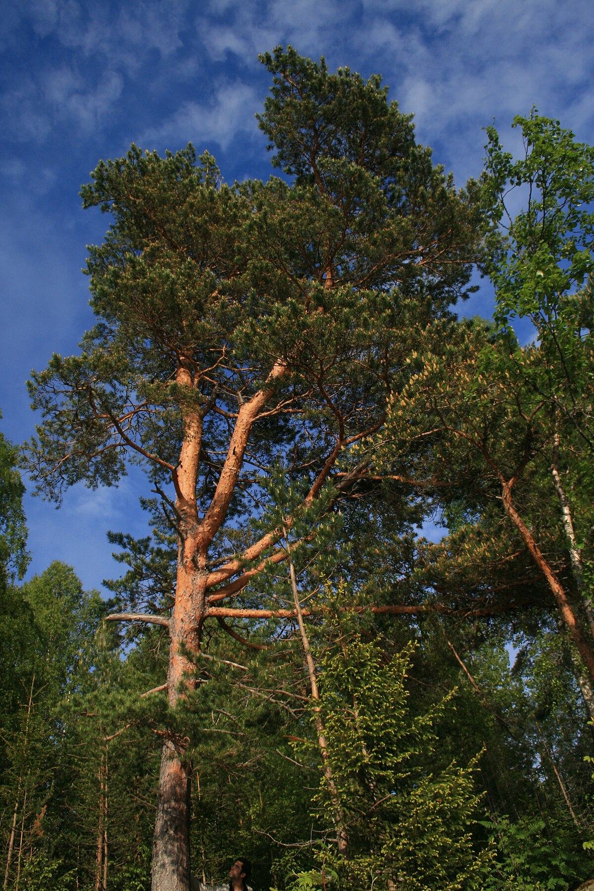 Sarıçam - Pinus sylvestris