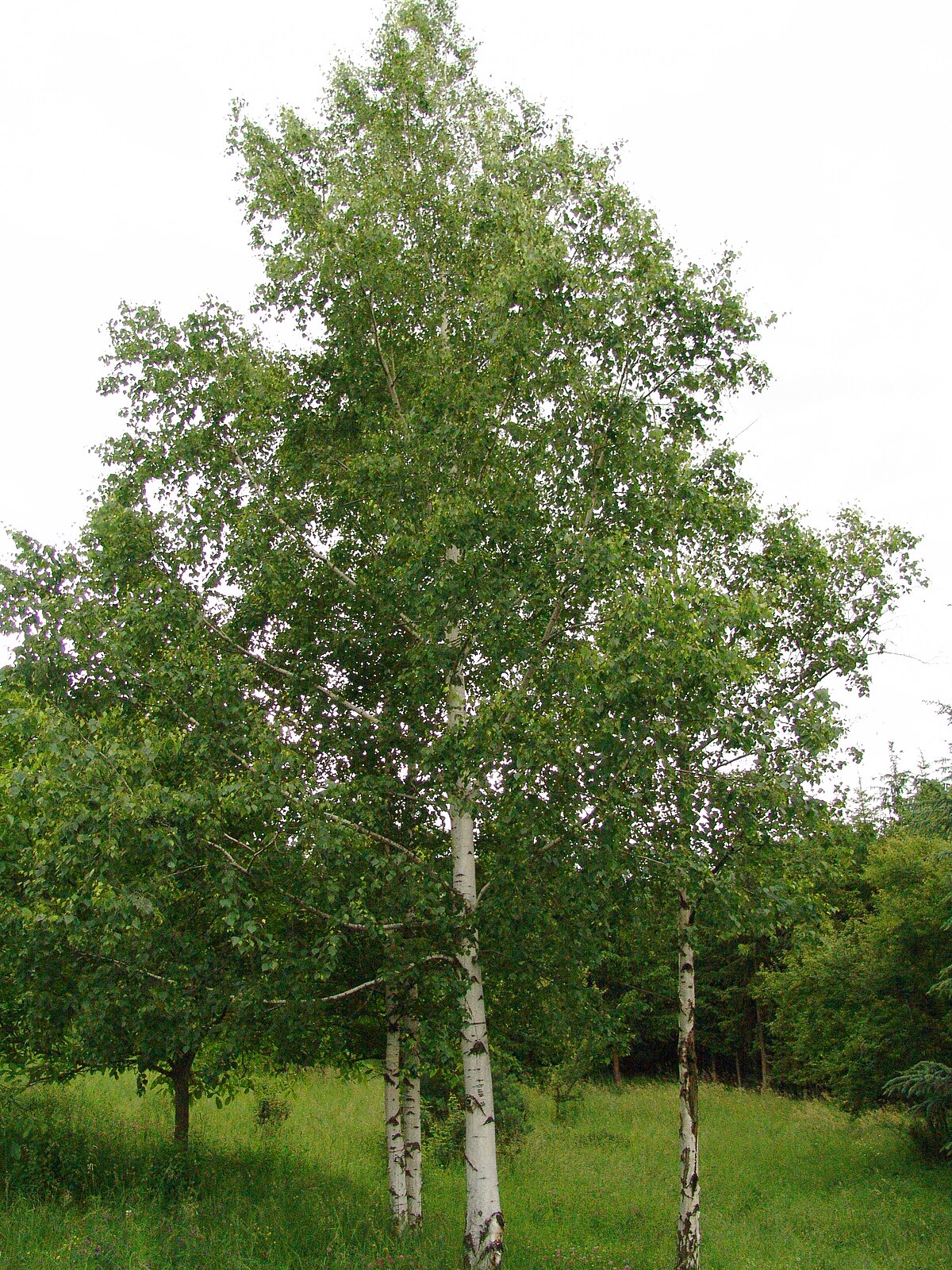 Ak Huş - Betula alba