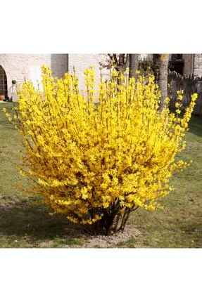 Altınçanak - Forsythia x intermedia