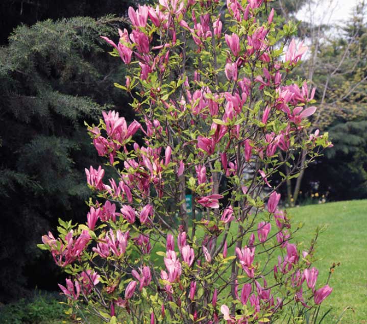 Mulan Manolyası (Yaprak Döken Manolya) - Magnolia liliiflora