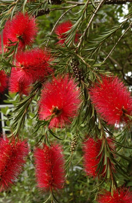Fırça Çalısı - Callistemon citrinus