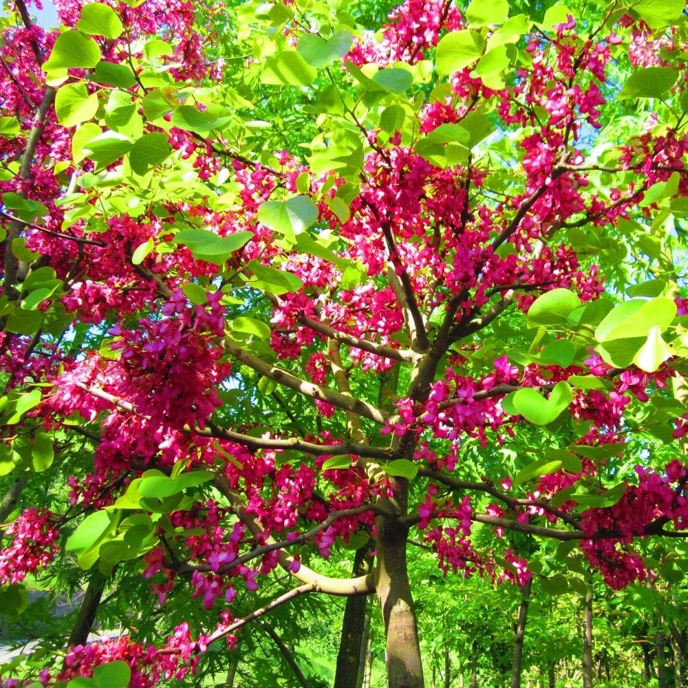 Erguvan - Cercis siliquastrum