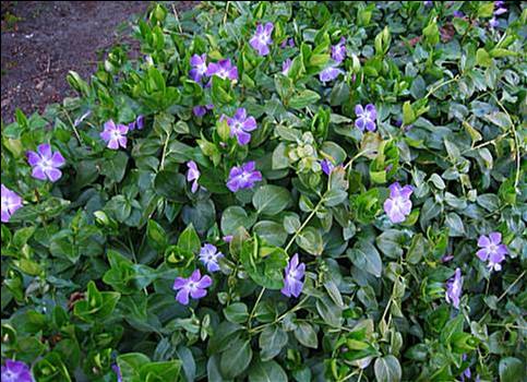 Cezayir Menekşesi - Vinca major