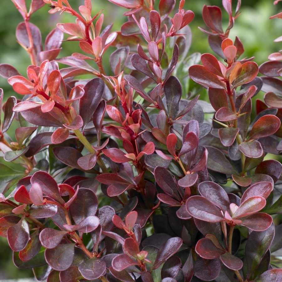 Kadın Tuzluğu - Berberis thunbergii