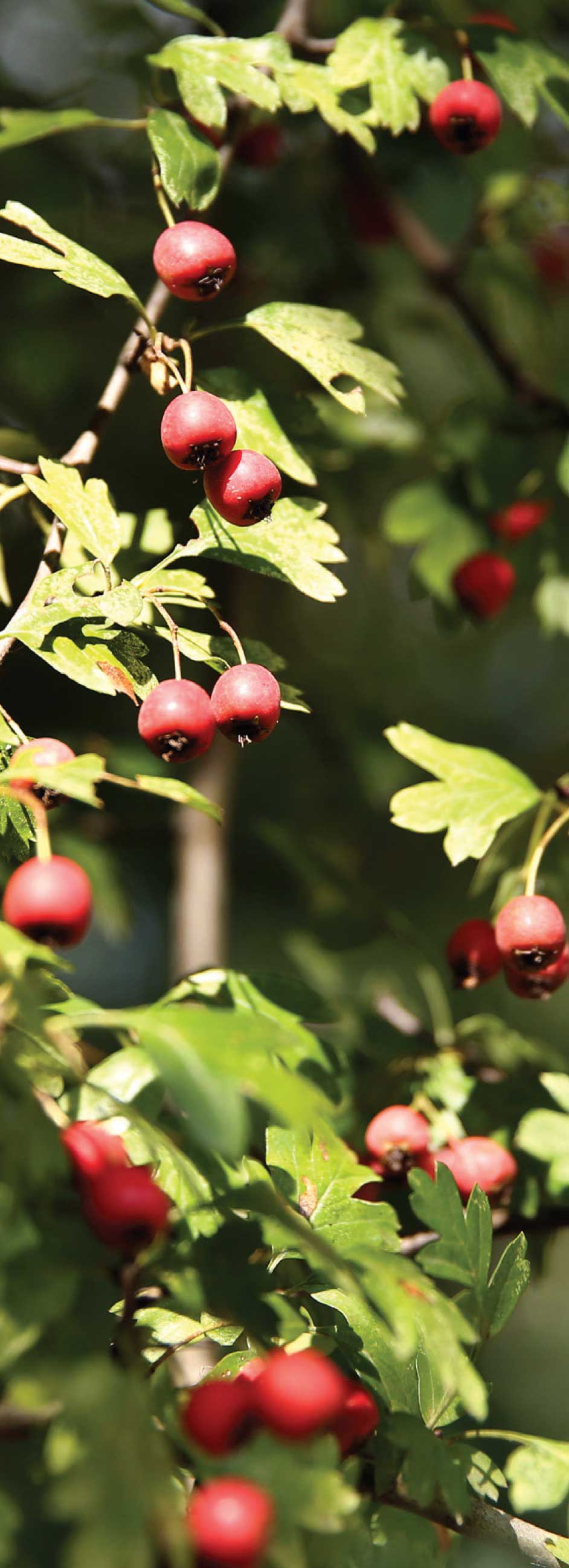 Alıç - Crataegus monogyna