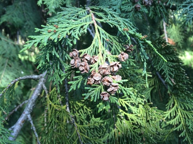 Yalancı Servi - Chamaecyparis lawsoniana