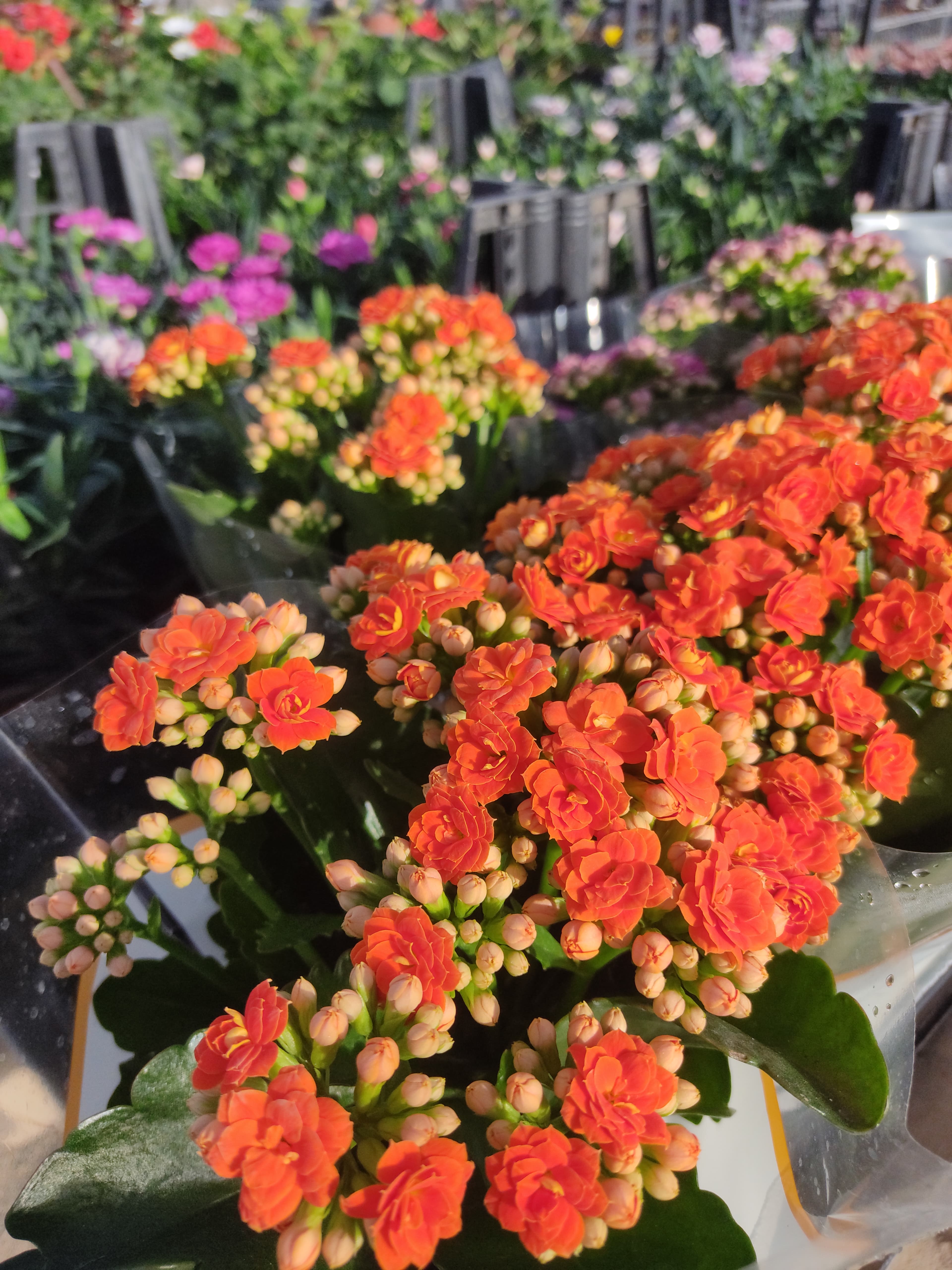 Kalanchoe Çiçeği