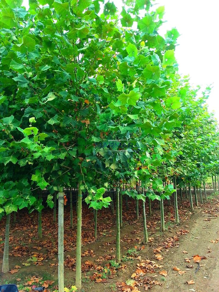 Doğu Çınarı - Platanus orientalis