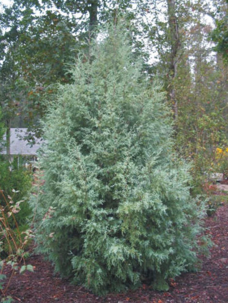 Mavi Servi - Cupressus arizonica glauca