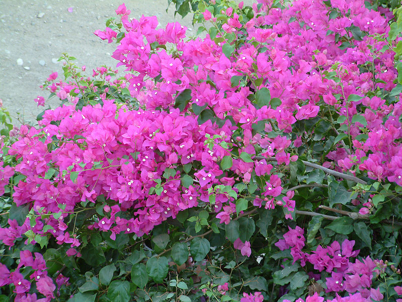 Begonvil - Bougainvillea glabra ‘Sanderiana’