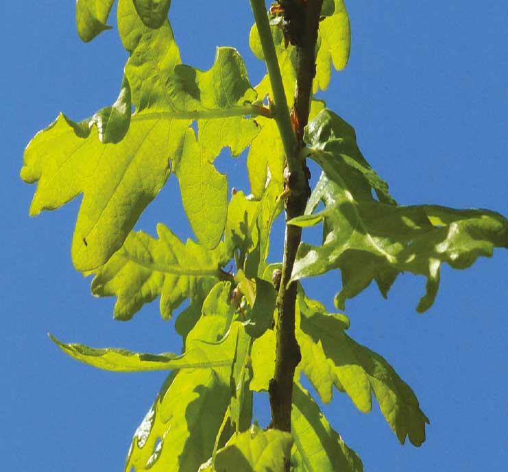 Saplı Meşe - Quercus robur