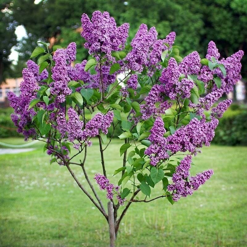 Adi Leylak - Syringa vulgaris