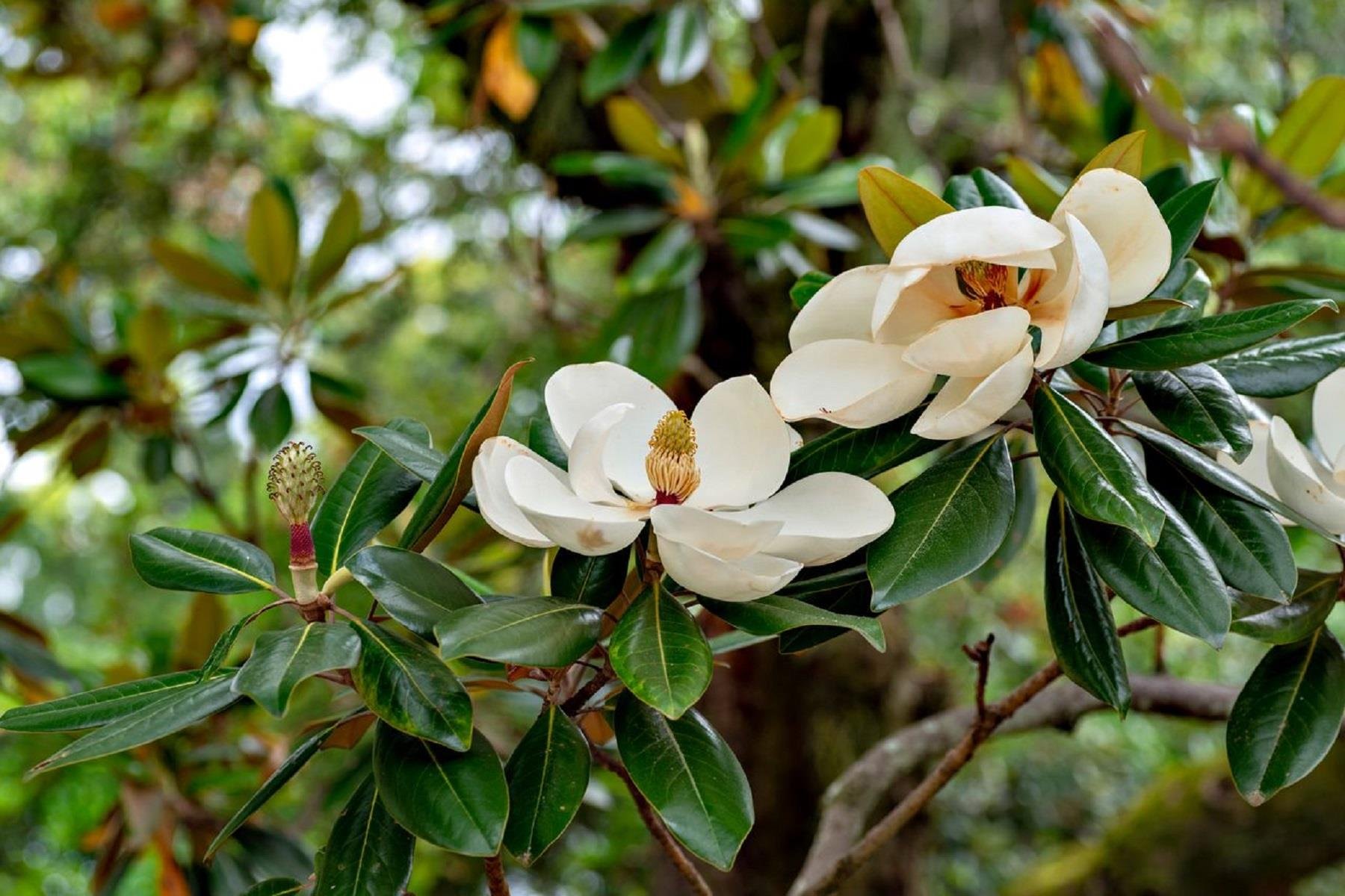 Manolya - Magnolia grandiflora