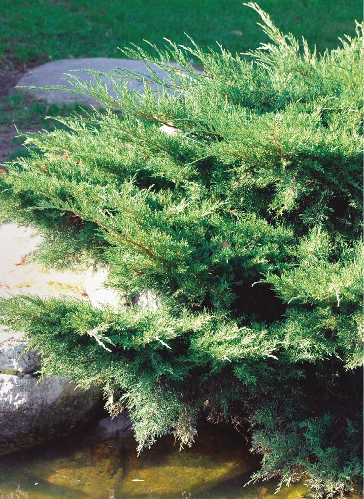Yayılıcı Ardıç - Juniperus horizontalis