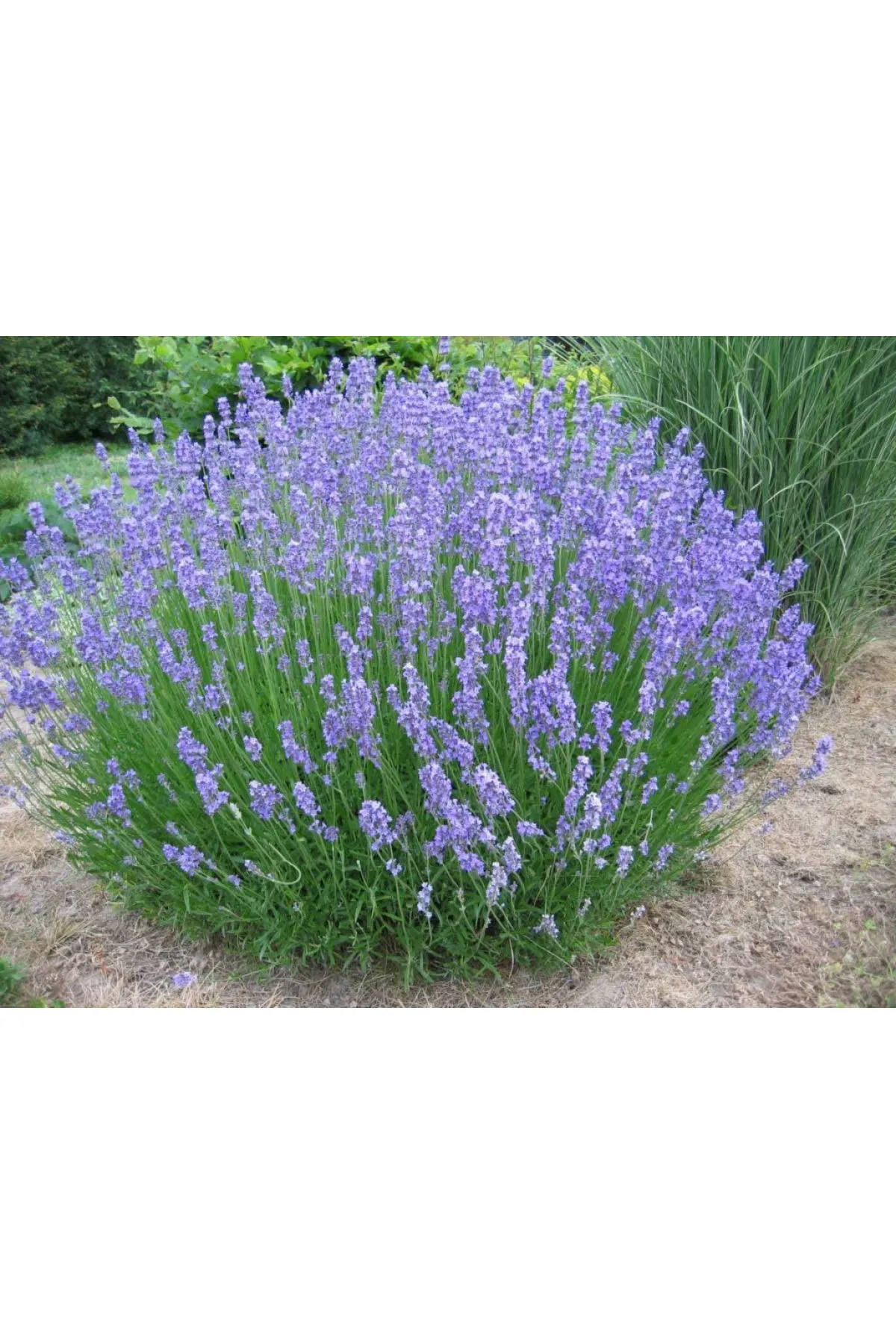 Lavanta - Lavandula angustifolia