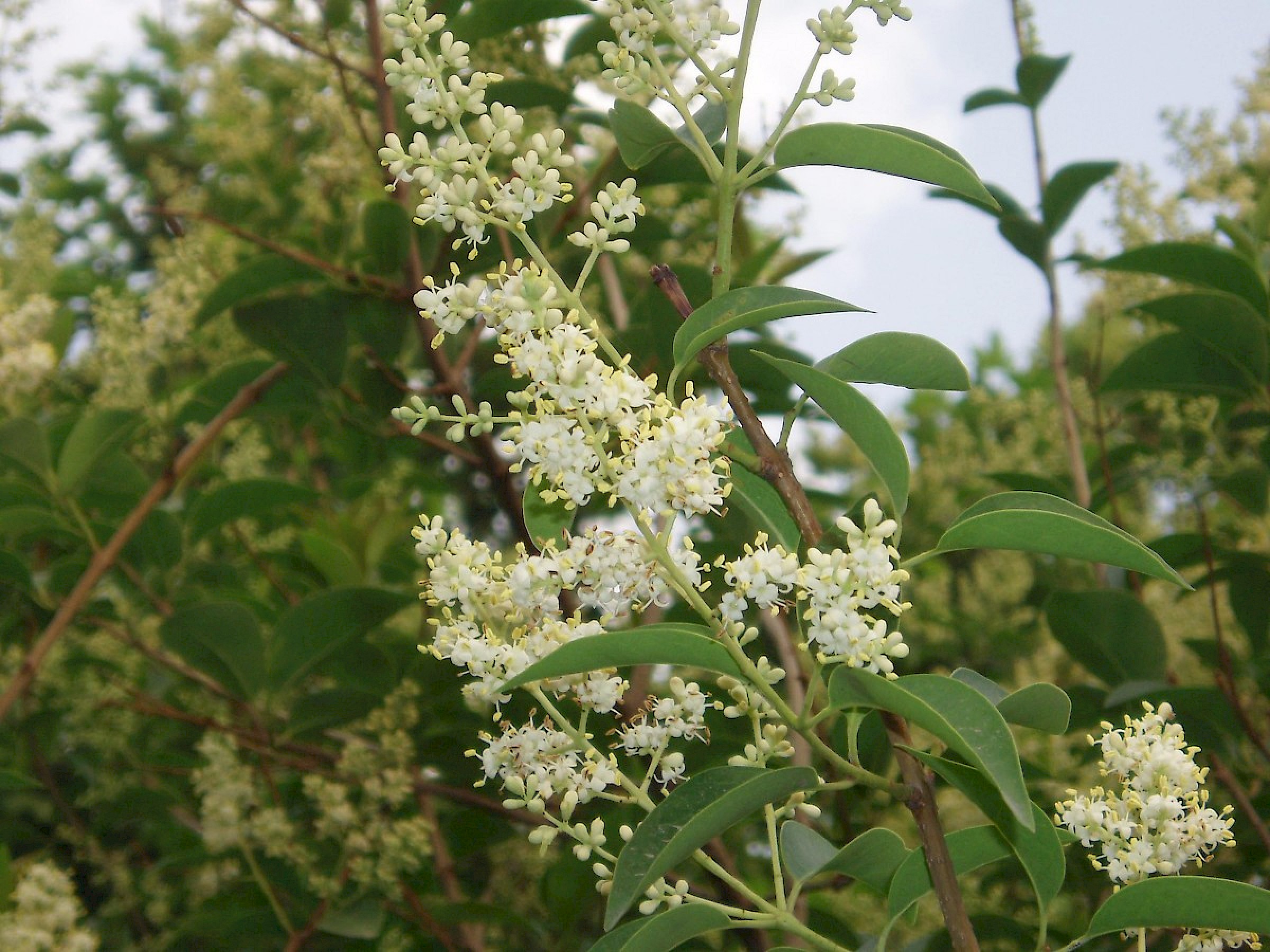 Kurtbağrı - Ligustrum lucidum