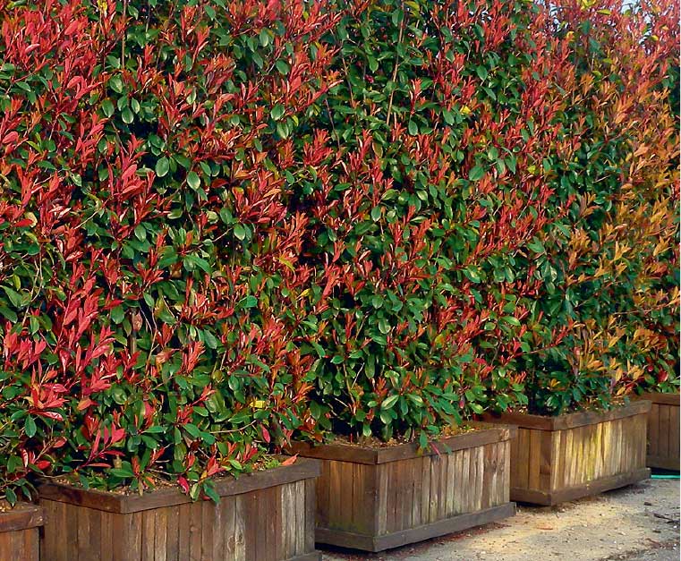 Alev Çalısı - Photinia x fraseri ‘Red Robin’
