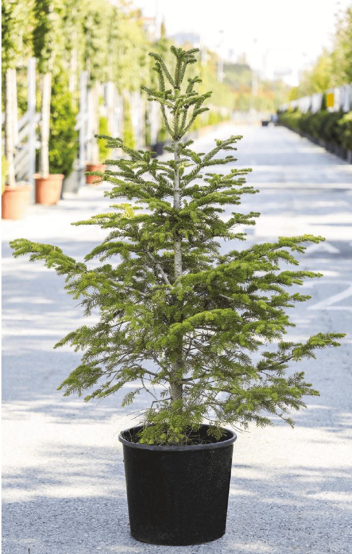 Göknar - Abies nordmanniana