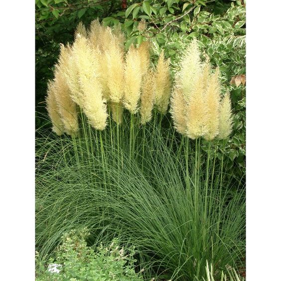 Pampas Otu - Cortaderia selloana